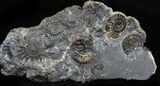 Marston Magna Ammonite Cluster #30762-1